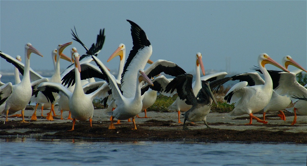 (22) Dscf0425.jpg   (1000x541)   210 Kb                                    Click to display next picture