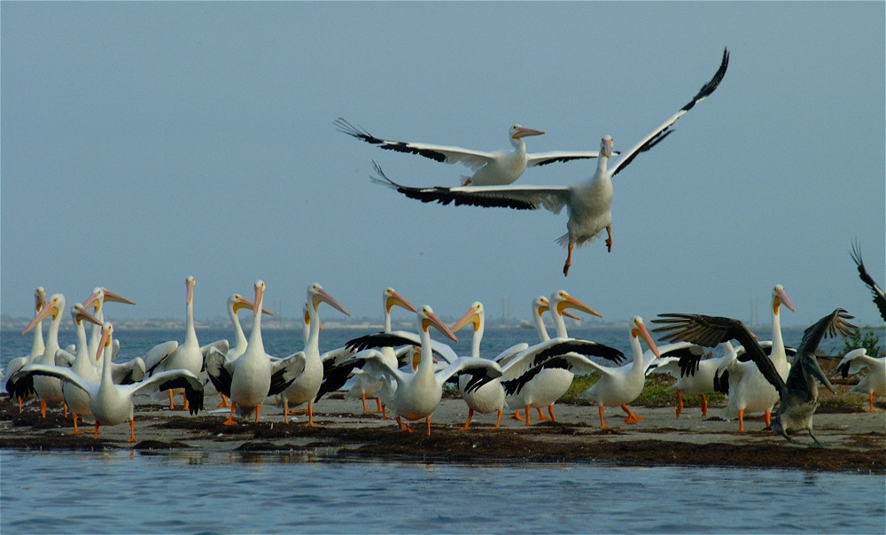 (23) Dscf0426.jpg   (1000x604)   202 Kb                                    Click to display next picture