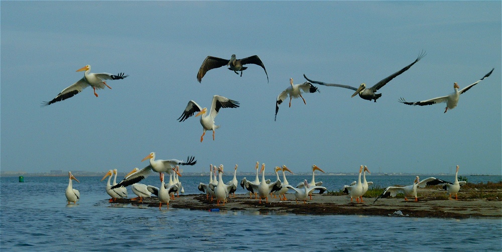 (24) Dscf0428.jpg   (1000x502)   170 Kb                                    Click to display next picture