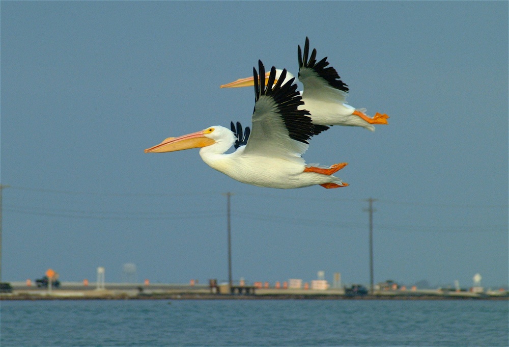 (27) Dscf0434.jpg   (1000x681)   180 Kb                                    Click to display next picture