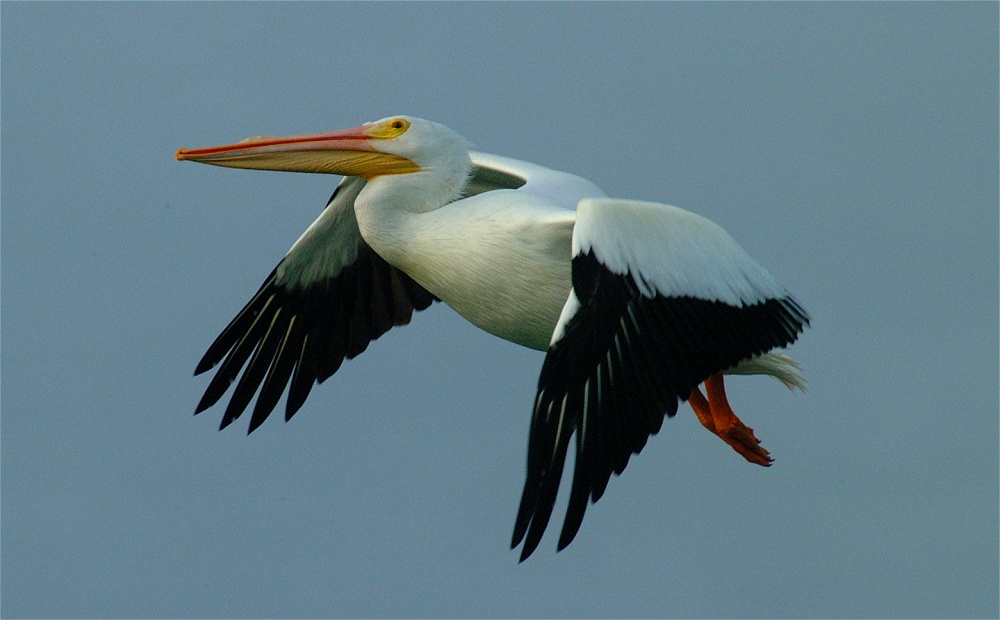 (29) Dscf0436.jpg   (1000x620)   178 Kb                                    Click to display next picture