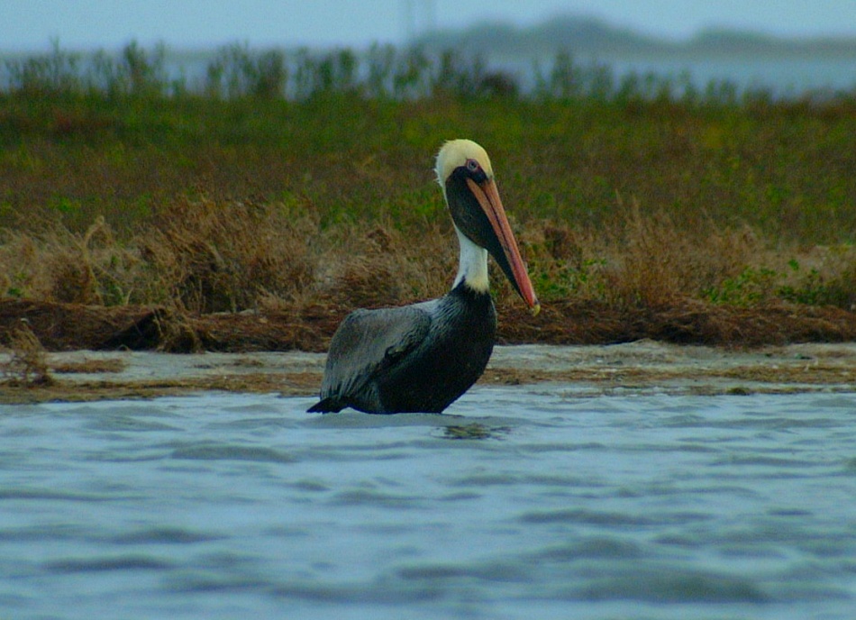 (31) Dscf0443.jpg   (950x688)   209 Kb                                    Click to display next picture