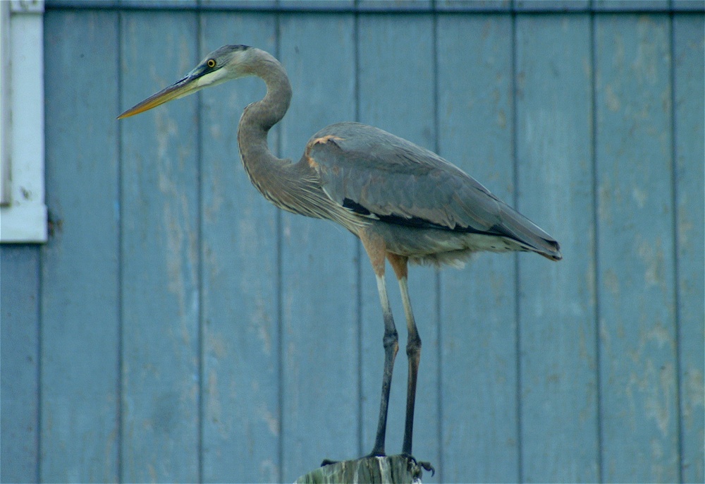 (35) Dscf0462.jpg   (1000x686)   208 Kb                                    Click to display next picture