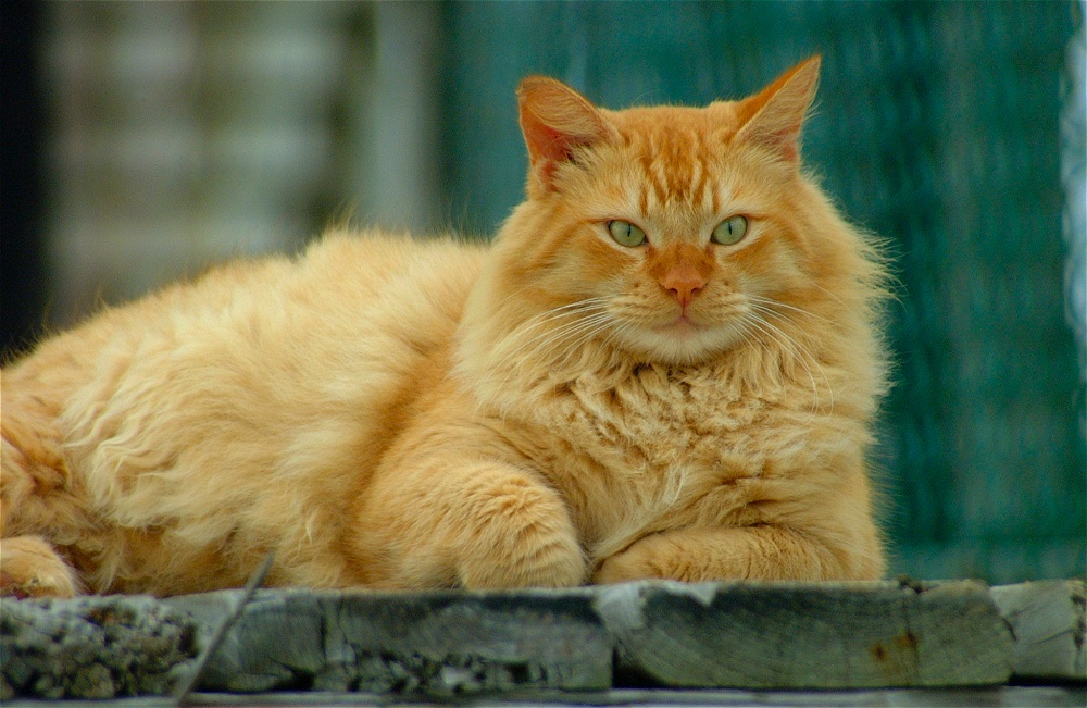 (39) Dscf0485.jpg   (1000x651)   257 Kb                                    Click to display next picture