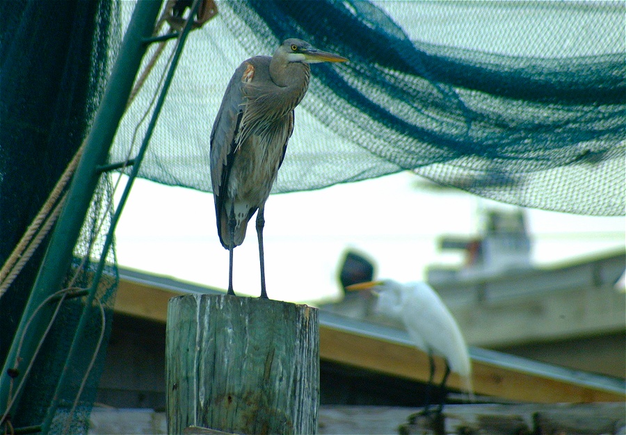 (40) Dscf0469.jpg   (900x626)   248 Kb                                    Click to display next picture