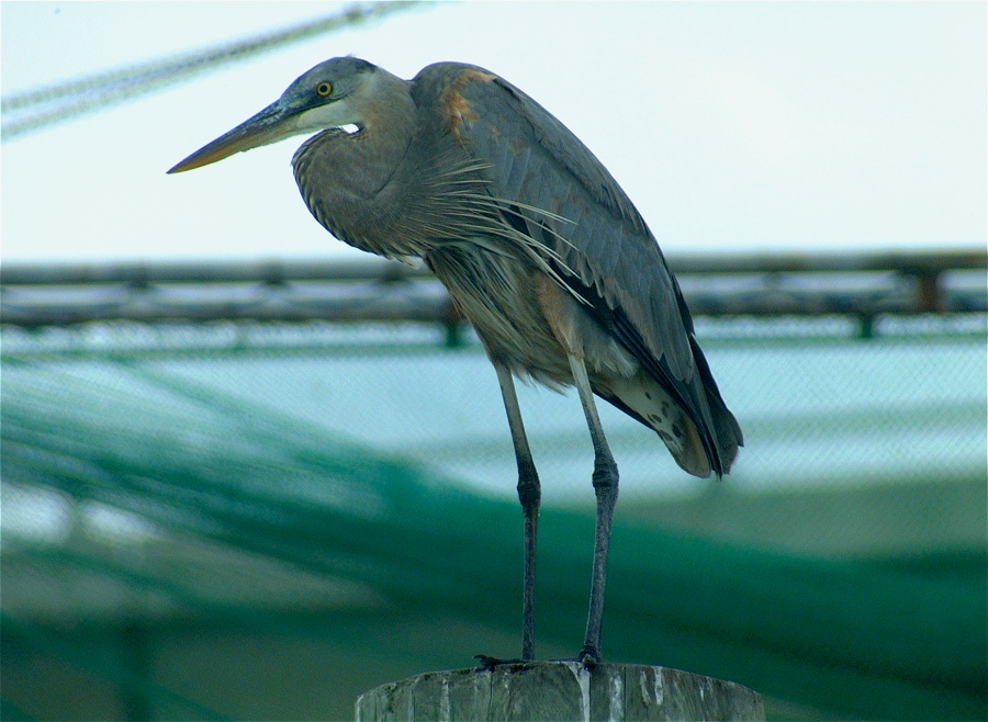 (42) Dscf0475.jpg   (900x658)   185 Kb                                    Click to display next picture