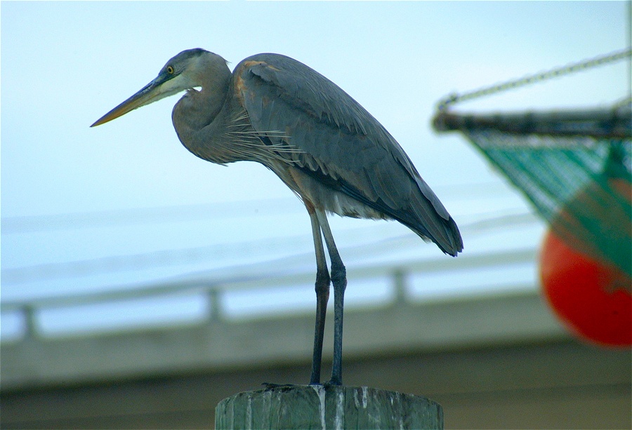 (43) Dscf0476.jpg   (900x613)   172 Kb                                    Click to display next picture