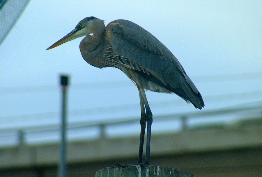 (44) Dscf0477.jpg   (900x609)   182 Kb                                    Click to display next picture