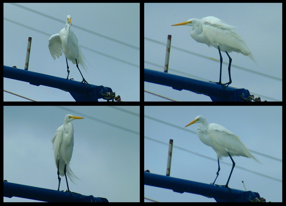 (46) gimp egret montage.jpg   (1000x720)   226 Kb                                    Click to display next picture