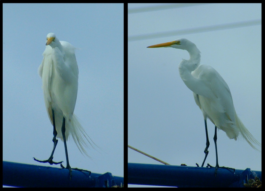 (47) gimp egret montage.jpg   (900x648)   134 Kb                                    Click to display next picture