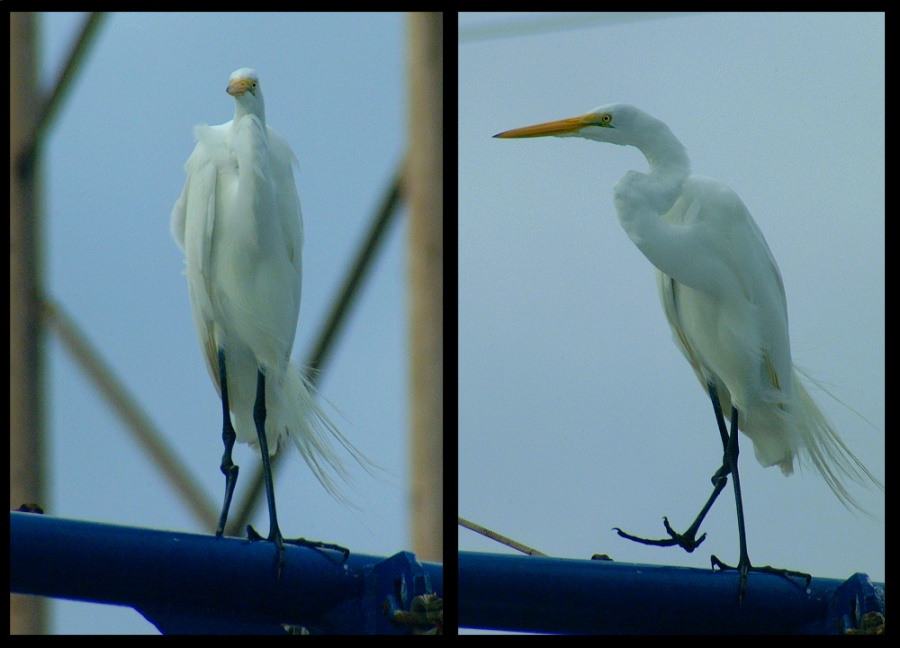 (48) gimp egret montage.jpg   (900x648)   143 Kb                                    Click to display next picture