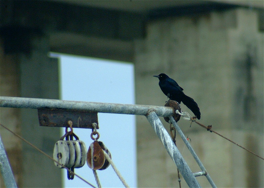 (49) Dscf0499.jpg   (900x641)   200 Kb                                    Click to display next picture