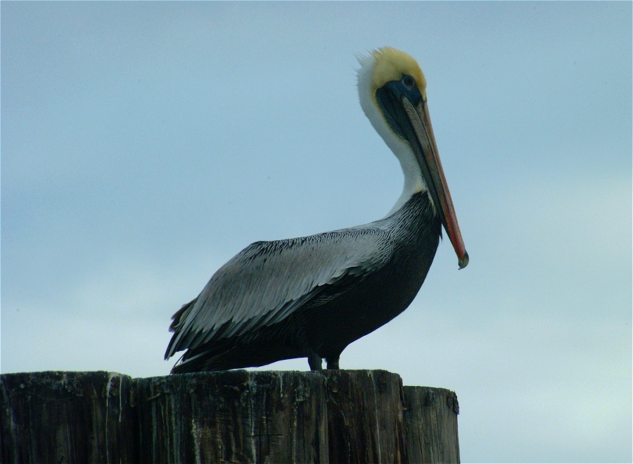 (55) Dscf0530.jpg   (900x659)   186 Kb                                    Click to display next picture