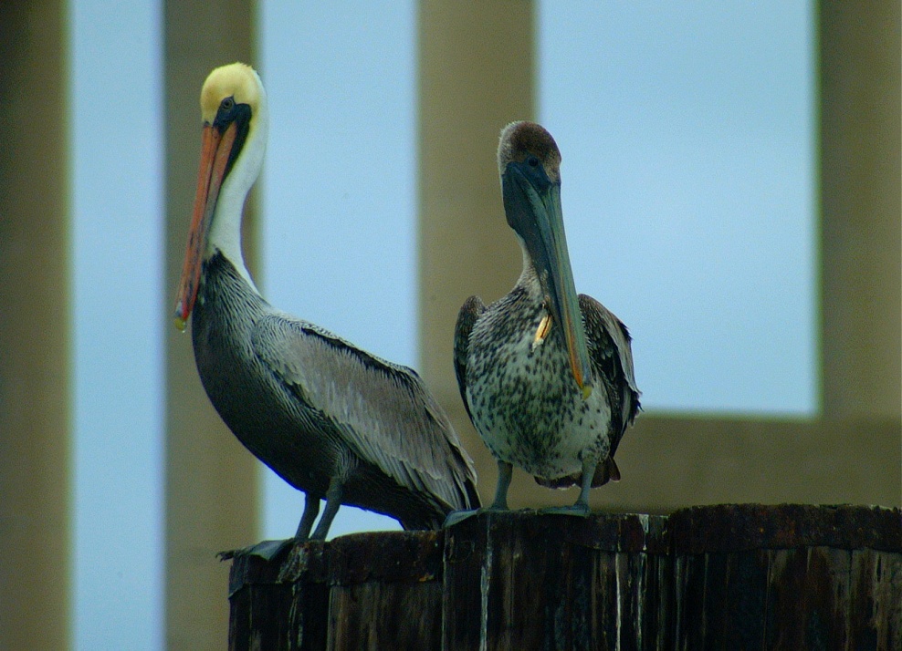 (57) Dscf0532.jpg   (988x714)   241 Kb                                    Click to display next picture