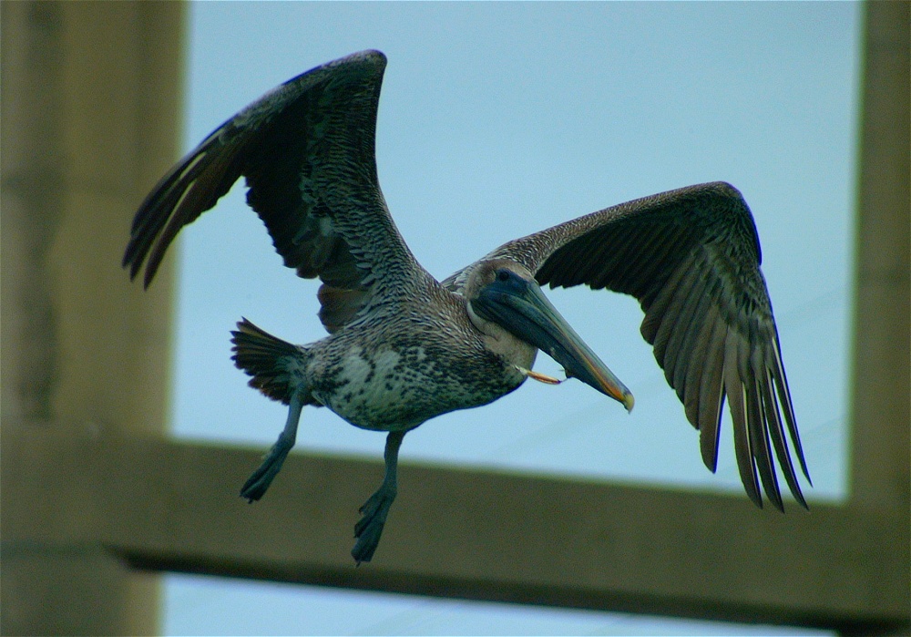 (58) Dscf0533.jpg   (1000x699)   252 Kb                                    Click to display next picture