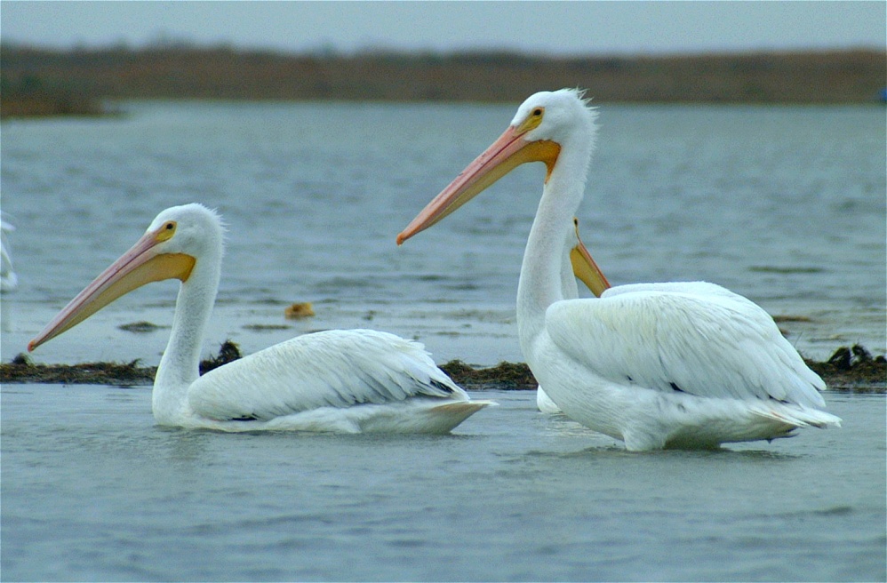 (62) Dscf0544.jpg   (998x656)   213 Kb                                    Click to display next picture