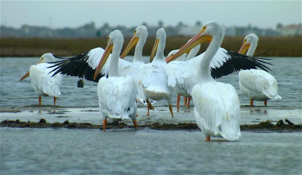 (65) Dscf0557.jpg   (1000x580)   219 Kb                                    Click to display next picture