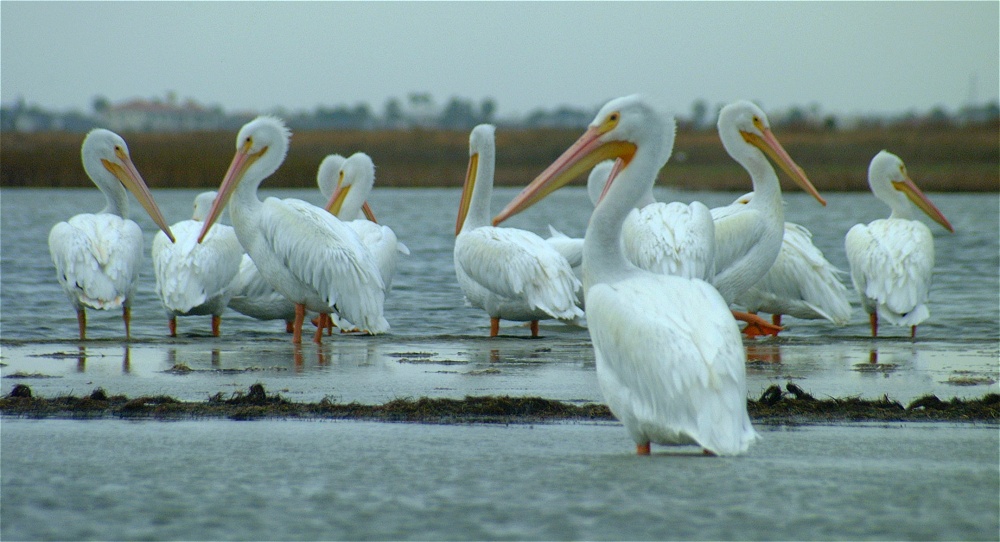 (66) Dscf0559.jpg   (1000x542)   195 Kb                                    Click to display next picture