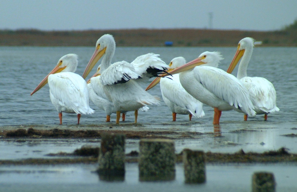 (67) Dscf0563.jpg   (998x644)   190 Kb                                    Click to display next picture