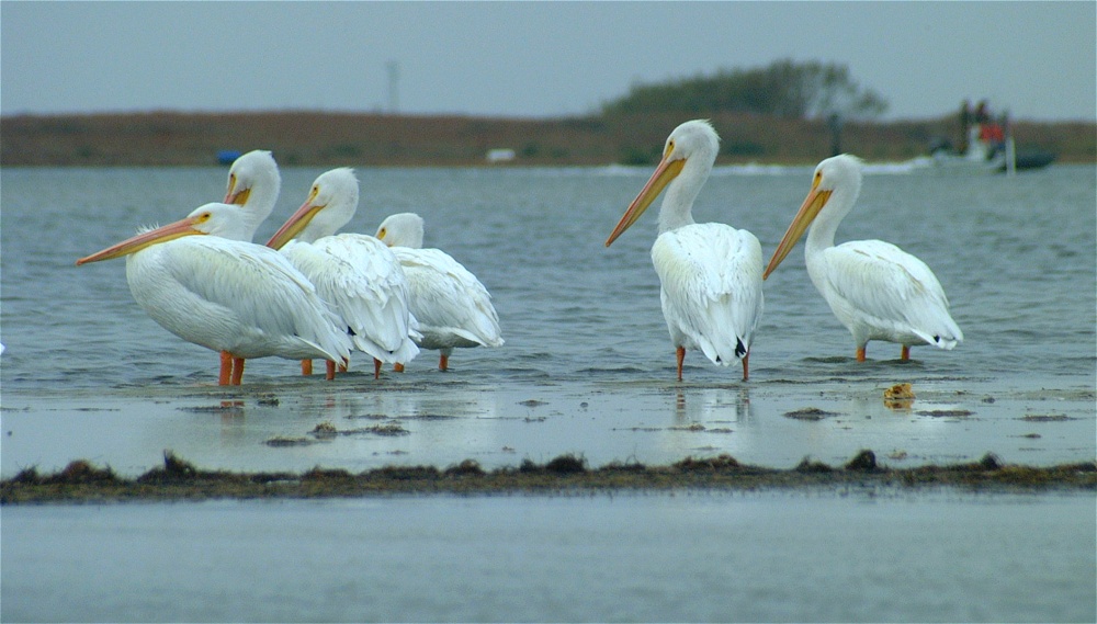 (68) Dscf0562.jpg   (1000x569)   190 Kb                                    Click to display next picture