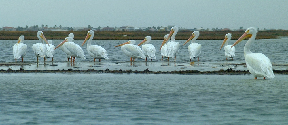 (69) Dscf0560.jpg   (1000x433)   169 Kb                                    Click to display next picture