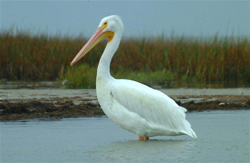 (70) Dscf0567.jpg   (1000x654)   212 Kb                                    Click to display next picture