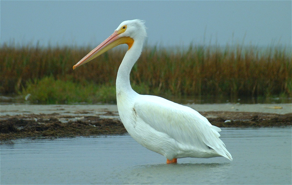 (71) Dscf0569.jpg   (1000x636)   223 Kb                                    Click to display next picture