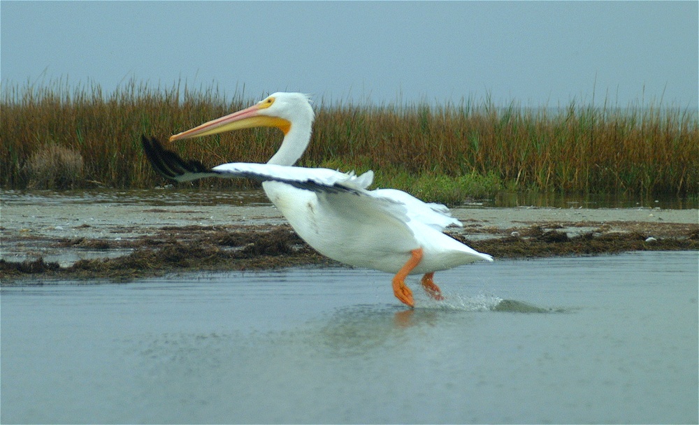 (72) Dscf0570.jpg   (1000x608)   228 Kb                                    Click to display next picture