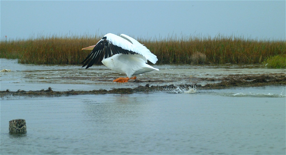 (73) Dscf0571.jpg   (1000x541)   202 Kb                                    Click to display next picture