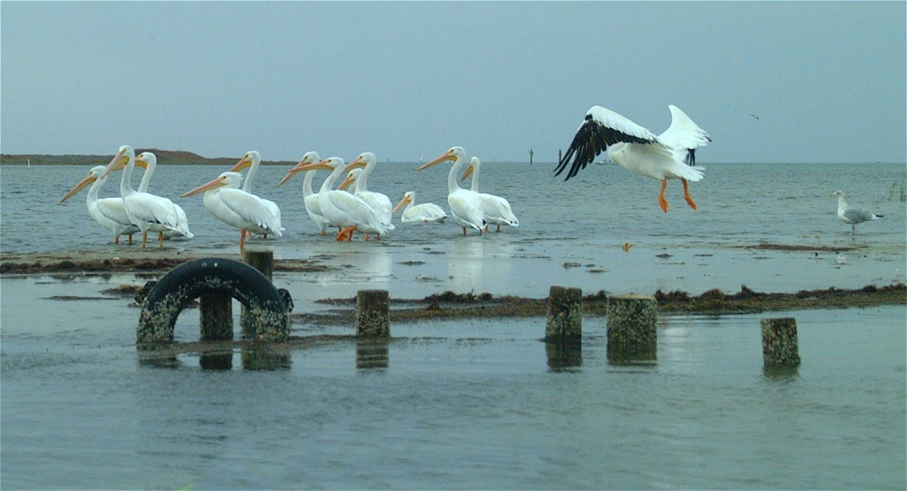 (74) Dscf0572.jpg   (1000x541)   179 Kb                                    Click to display next picture