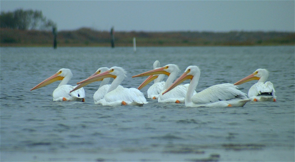 (75) Dscf0575.jpg   (1000x549)   176 Kb                                    Click to display next picture