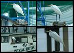 (33) gimp egret montage.jpg    (1000x720)    294 KB                              click to see enlarged picture