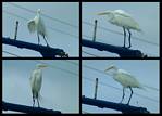(46) gimp egret montage.jpg    (1000x720)    226 KB                              click to see enlarged picture