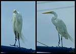 (47) gimp egret montage.jpg    (900x648)    134 KB                              click to see enlarged picture