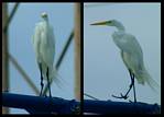 (48) gimp egret montage.jpg    (900x648)    143 KB                              click to see enlarged picture