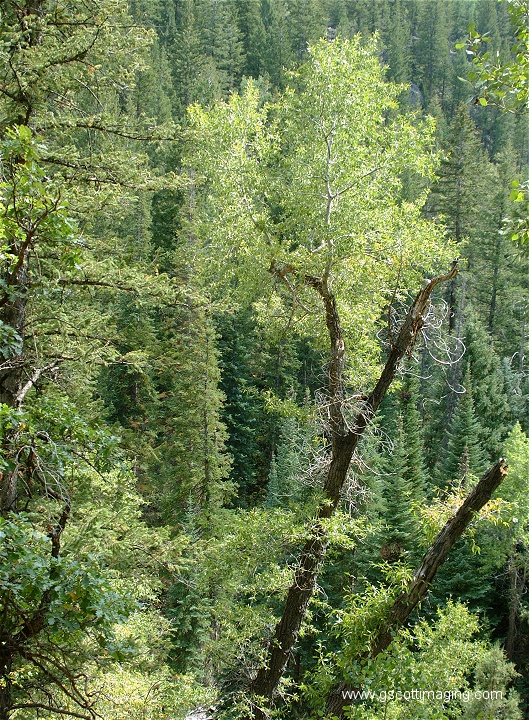 (02) Dscf4336.jpg   (529x720)   336 Kb                                    Click to display next picture