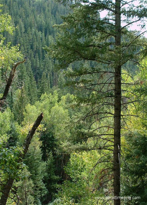 (04) Dscf4338.jpg   (516x720)   304 Kb                                    Click to display next picture