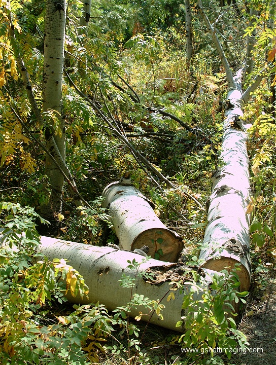 (20) Dscf4421.jpg   (544x720)   352 Kb                                    Click to display next picture