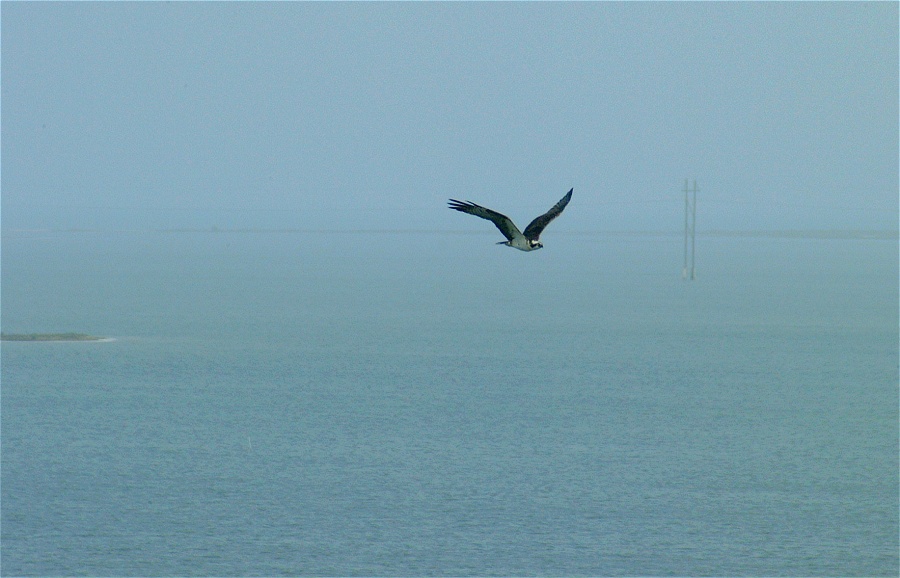 (04) Dscf8637.jpg   (900x578)   161 Kb                                    Click to display next picture