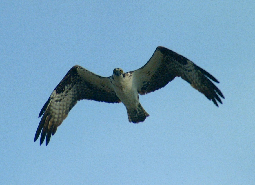 (07) Dscf8643.jpg   (880x638)   163 Kb                                    Click to display next picture