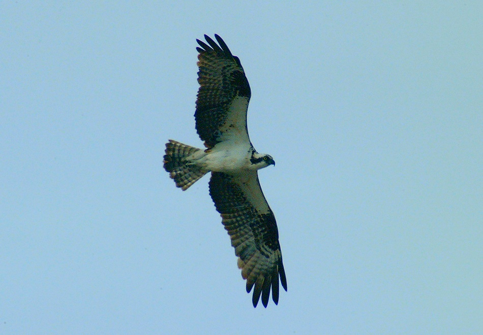 (10) Dscf8660.jpg   (950x660)   155 Kb                                    Click to display next picture