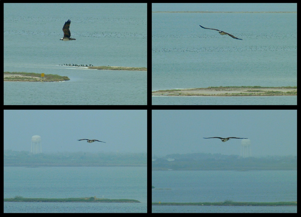 (12) osprey montage.jpg   (1000x720)   215 Kb                                    Click to display next picture
