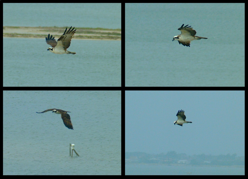 (13) osprey montage.jpg   (1000x720)   209 Kb                                    Click to display next picture