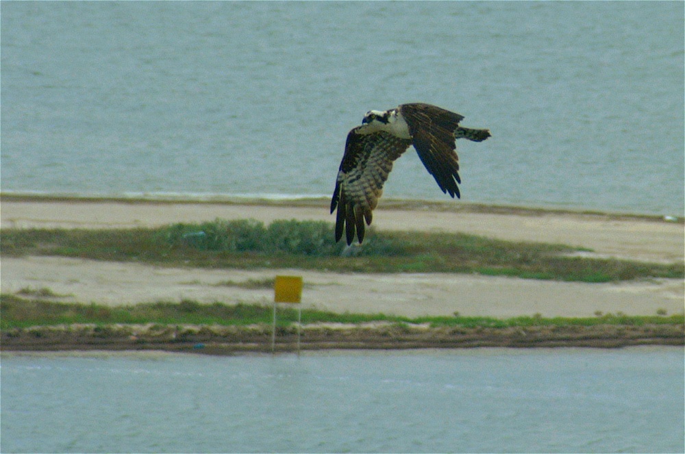 (15) Dscf8671.jpg   (1000x663)   218 Kb                                    Click to display next picture