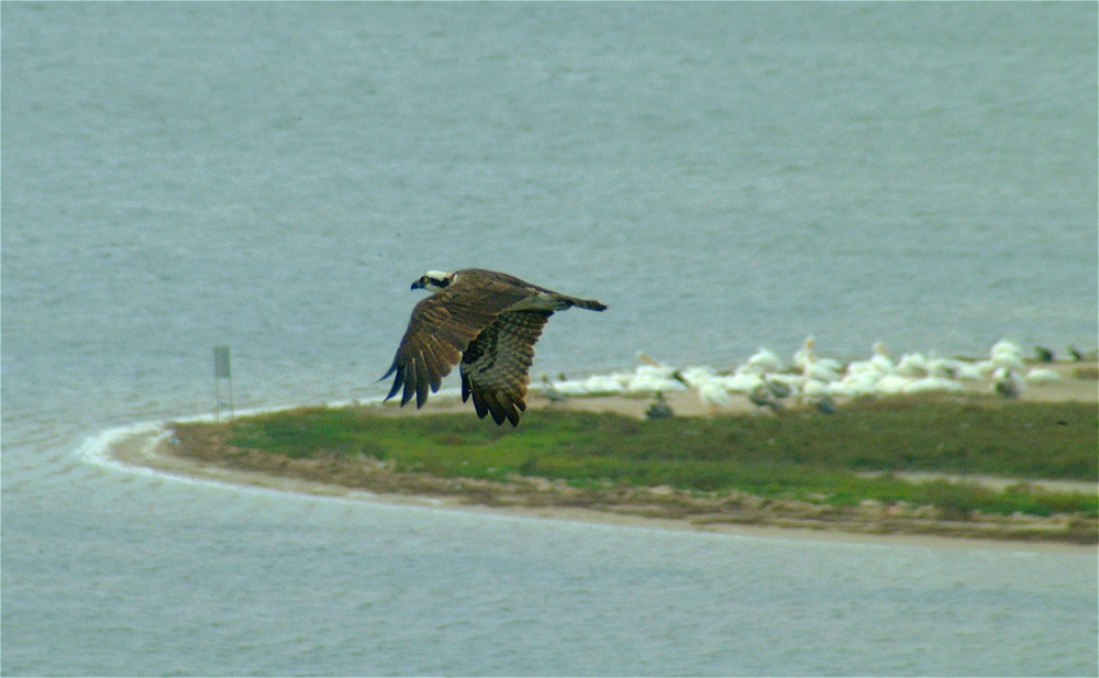 (16) Dscf8672.jpg   (1000x617)   199 Kb                                    Click to display next picture