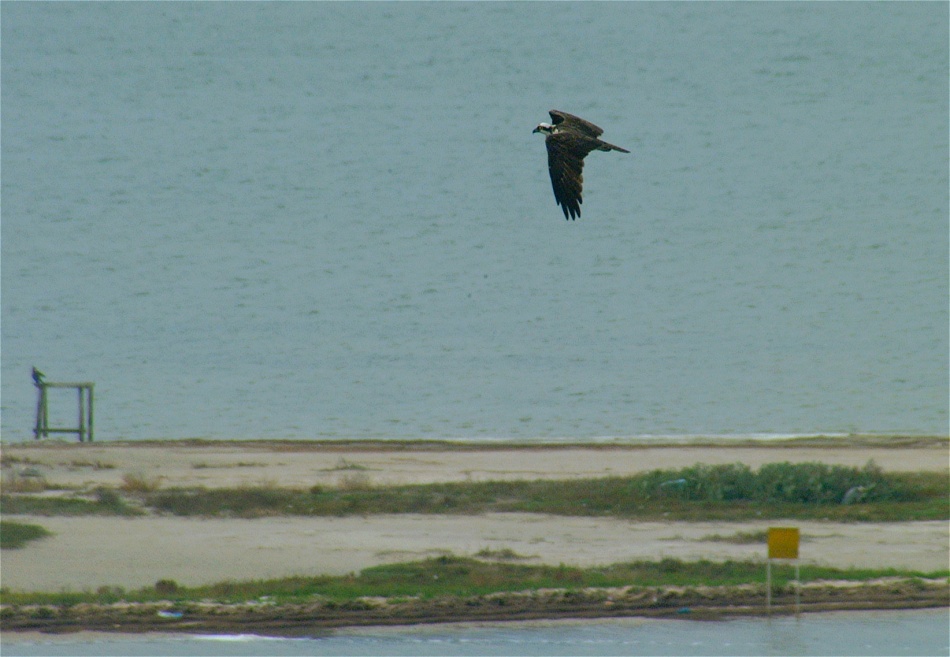 (17) Dscf8684.jpg   (950x657)   177 Kb                                    Click to display next picture