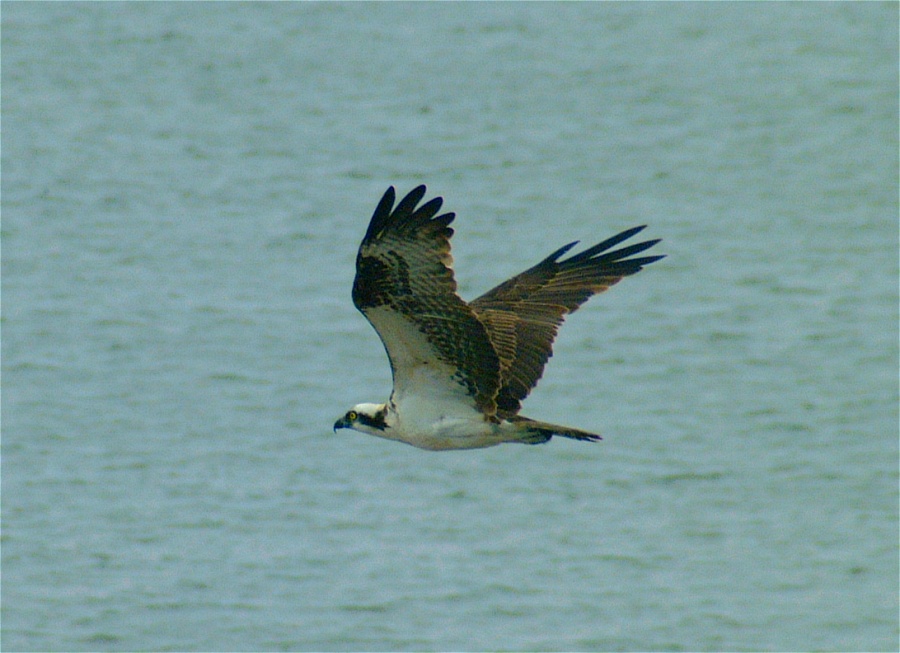 (18) Dscf8673.jpg   (900x653)   173 Kb                                    Click to display next picture