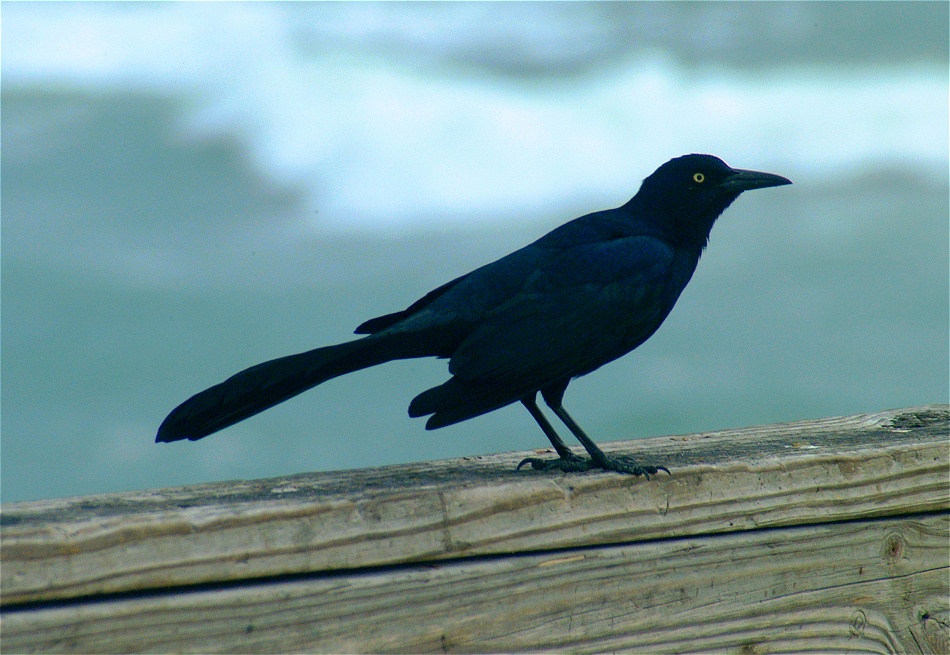 (23) Dscf8781.jpg   (950x655)   222 Kb                                    Click to display next picture