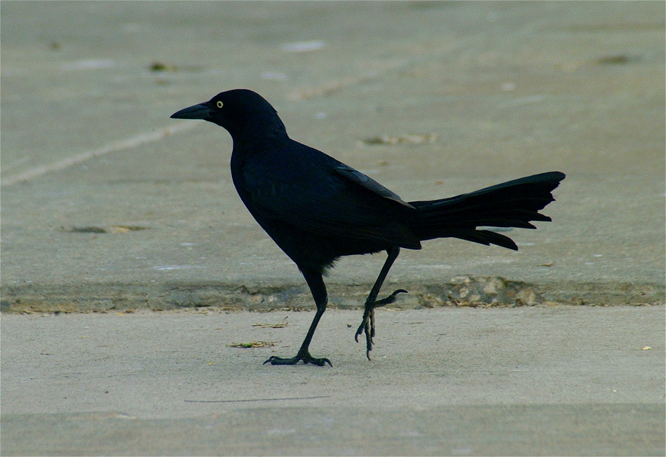 (28) Dscf0084.jpg   (950x652)   226 Kb                                    Click to display next picture