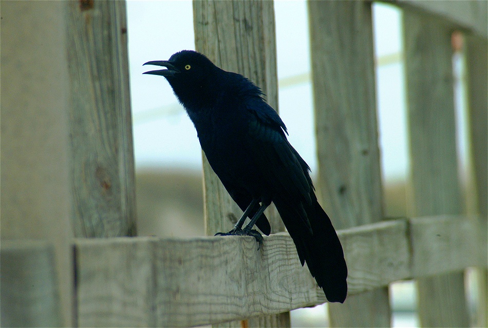 (29) Dscf0103.jpg   (950x639)   208 Kb                                    Click to display next picture